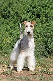 FOX TERRIER 003